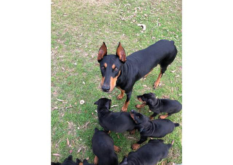 Akc Doberman Pincher Puppies full registration