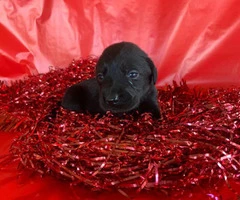 Little Labrador Retriever puppies for Valentines Day - 3