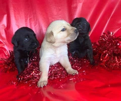 Little Labrador Retriever puppies for Valentines Day - 4