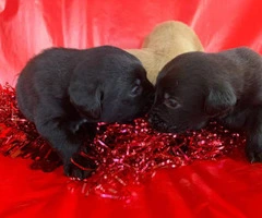 Little Labrador Retriever puppies for Valentines Day - 5