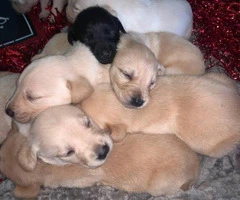 Little Labrador Retriever puppies for Valentines Day - 6