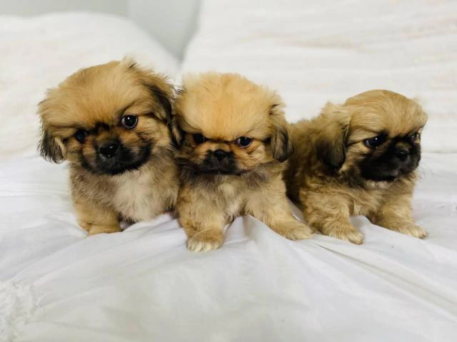 Incredibly sweet full-blooded Pekingese puppies - 1/10