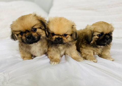 Incredibly sweet full-blooded Pekingese puppies
