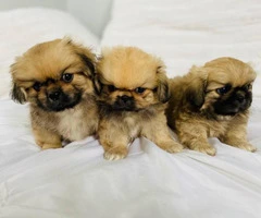 Incredibly sweet full-blooded Pekingese puppies