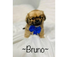 Incredibly sweet full-blooded Pekingese puppies - 3