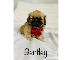 Incredibly sweet full-blooded Pekingese puppies - 4