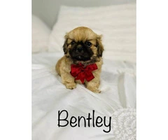 Incredibly sweet full-blooded Pekingese puppies - 6
