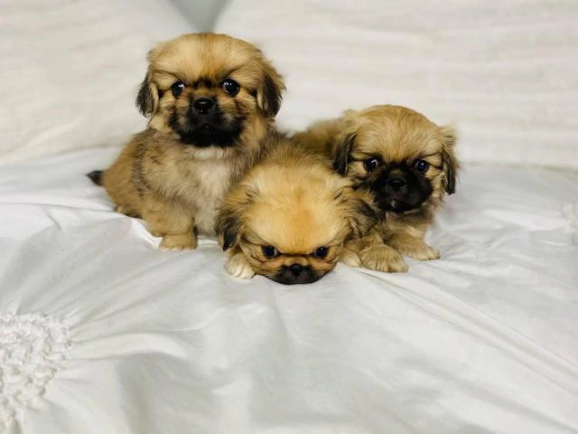 Incredibly sweet full-blooded Pekingese puppies - 10/10