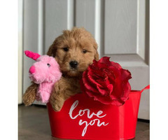 Pretty F1B Goldendoodle Puppies in McHenry, Illinois ...
