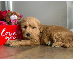 Pretty F1B Goldendoodle Puppies in McHenry, Illinois ...