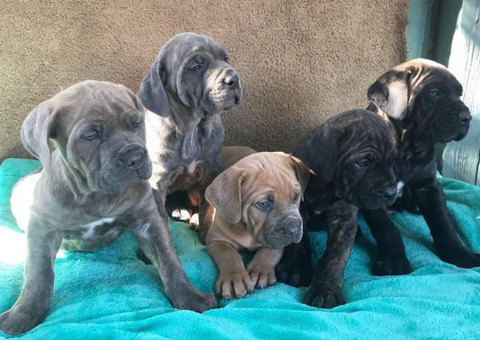 5 Females 2 Males purebred Cane Corso puppies