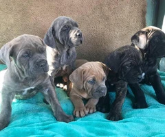 5 Females 2 Males purebred Cane Corso puppies