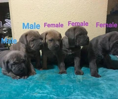 5 Females 2 Males purebred Cane Corso puppies - 4