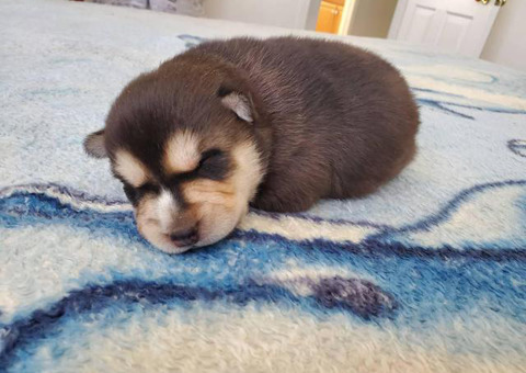 Male Alaskan Klee Kai puppies