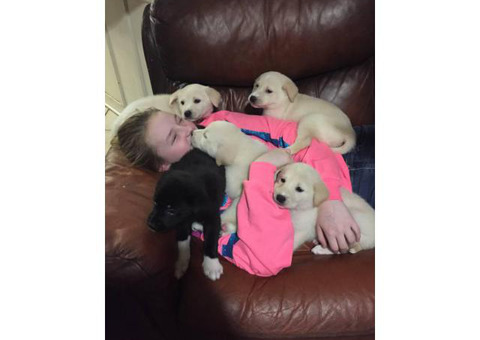 8 Gorgeous Pyrador puppies for sale