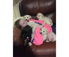 8 Gorgeous Pyrador puppies for sale