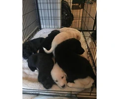 8 Gorgeous Pyrador puppies for sale