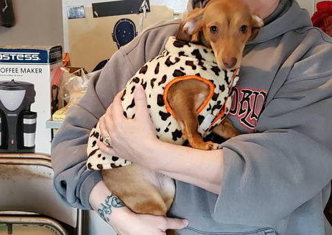 1 female brown Chiweenie puppy for rehoming