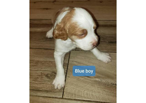 Two boys Pure Bred Brittany Pups for sale