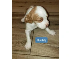 Two boys Pure Bred Brittany Pups for sale