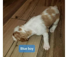 Two boys Pure Bred Brittany Pups for sale - 2