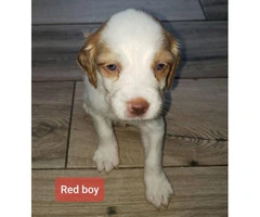 Two boys Pure Bred Brittany Pups for sale - 3