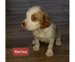 Two boys Pure Bred Brittany Pups for sale - 4