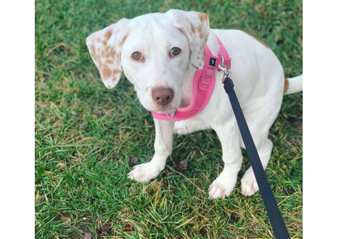 Four months old Aussiedor puppy looking for a loving caring family
