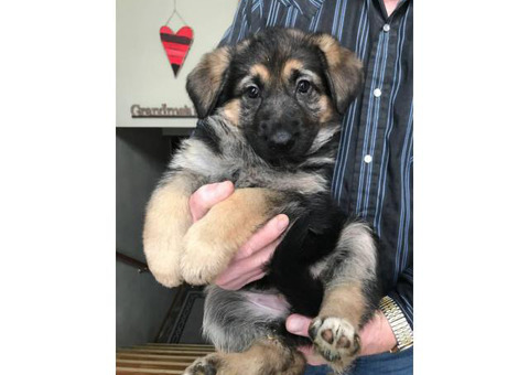 German Shepard puppies
