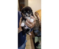 Tan & Black Shiba Inu puppies for Sale - 4