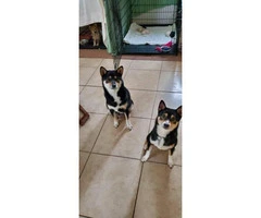 Tan & Black Shiba Inu puppies for Sale - 7