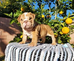 English bulldog puppy ready for his forever home