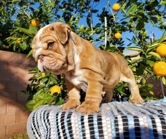 English bulldog puppy ready for his forever home - 2