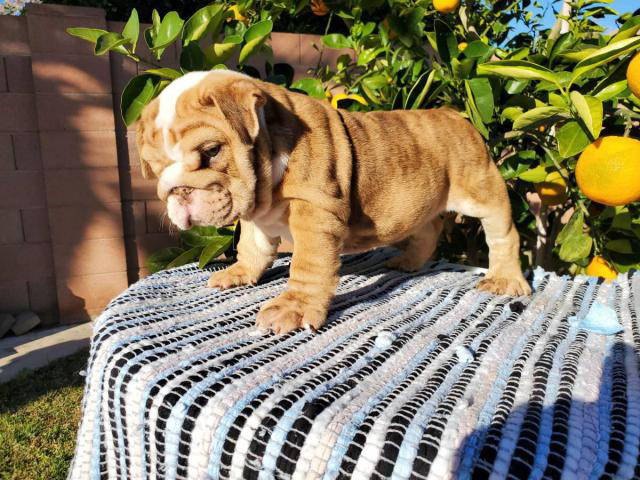 English bulldog puppy ready for his forever home in Phoenix, Arizona - Puppies for Sale Near Me