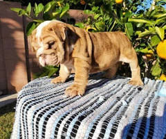 English bulldog puppy ready for his forever home - 4