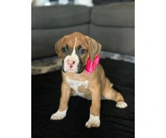 Boxer Puppies are ready to go - 7