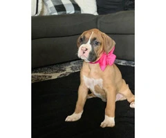Boxer Puppies are ready to go - 8
