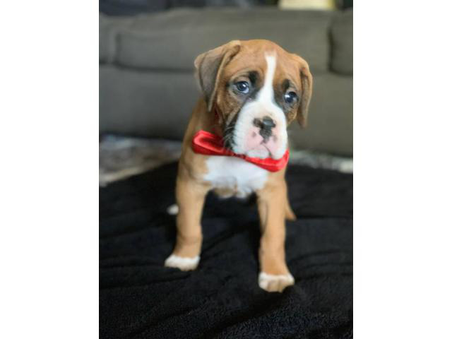 boxer puppies near me