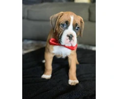 Boxer Puppies are ready to go - 11