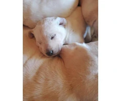 2 girls and 5 boys AKC Lab puppies - 4