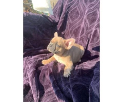 1 female and 1 male French Bulldog puppy