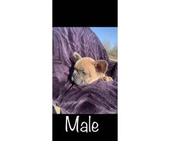 1 female and 1 male French Bulldog puppy - 3