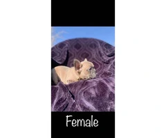 1 female and 1 male French Bulldog puppy - 5