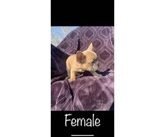 1 female and 1 male French Bulldog puppy - 6