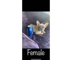 1 female and 1 male French Bulldog puppy - 7