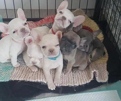 French Bulldog Puppies For Sale TEXT (802) 265-6723 - 1