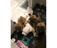 Blue/lilac/chocolate,fawn French Bulldog Puppies