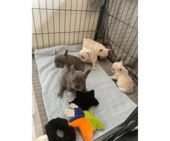 Quality Health Tested French Bulldog Puppies