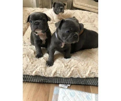Blue And Tan Puppies French bulldog puppies for sale - 1