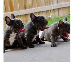 Lovely Blue Puppies French Bulldog